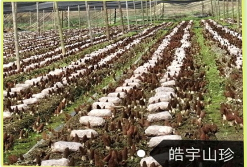 &#31859;&#20848;&#23448;&#26041;&#32593;&#39029;&#29256;&#45;&#31859;&#20848;&#40;&#20013;&#22269;&#41;