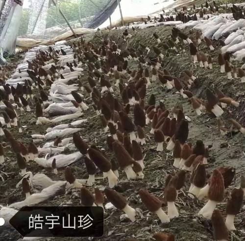 &#31859;&#20848;&#23448;&#26041;&#32593;&#39029;&#29256;&#45;&#31859;&#20848;&#40;&#20013;&#22269;&#41;