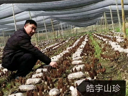 &#31859;&#20848;&#23448;&#26041;&#32593;&#39029;&#29256;&#45;&#31859;&#20848;&#40;&#20013;&#22269;&#41;