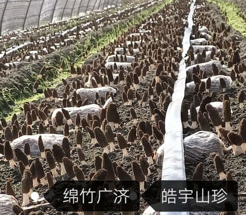&#31859;&#20848;&#23448;&#26041;&#32593;&#39029;&#29256;&#45;&#31859;&#20848;&#40;&#20013;&#22269;&#41;