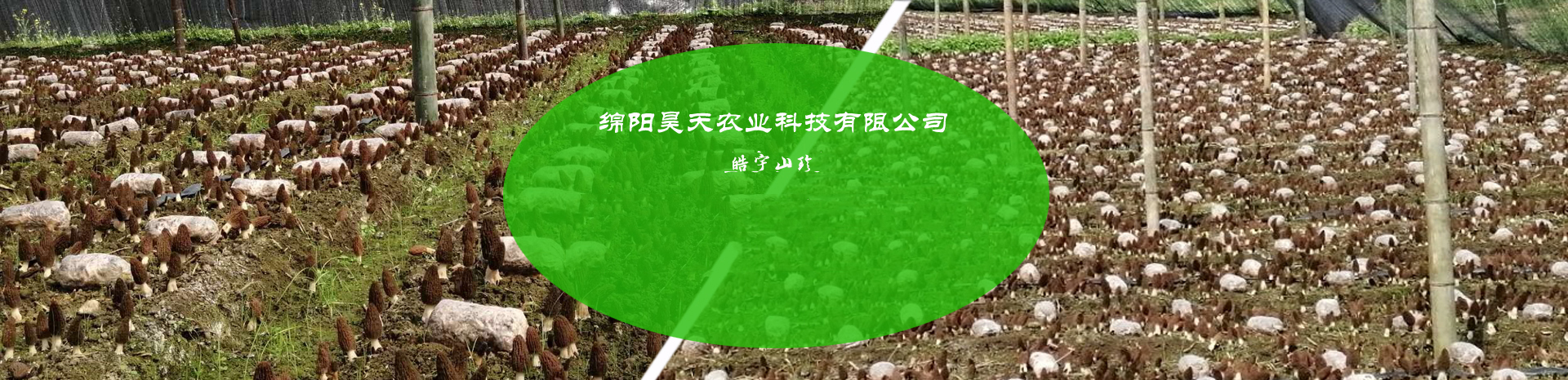 &#31859;&#20848;&#23448;&#26041;&#32593;&#39029;&#29256;&#45;&#31859;&#20848;&#40;&#20013;&#22269;&#41;